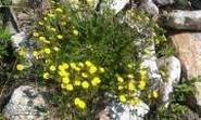 An Image Slideshow