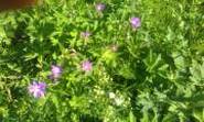 An Image Slideshow