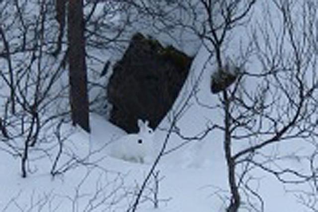 Harepus liker seg i snøen