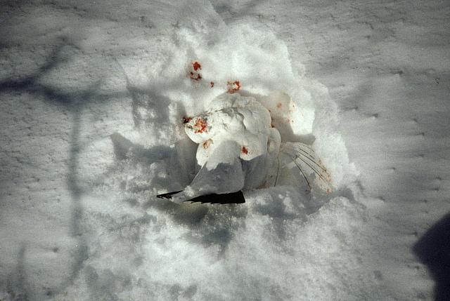PF1986-Vinter-09.jpg