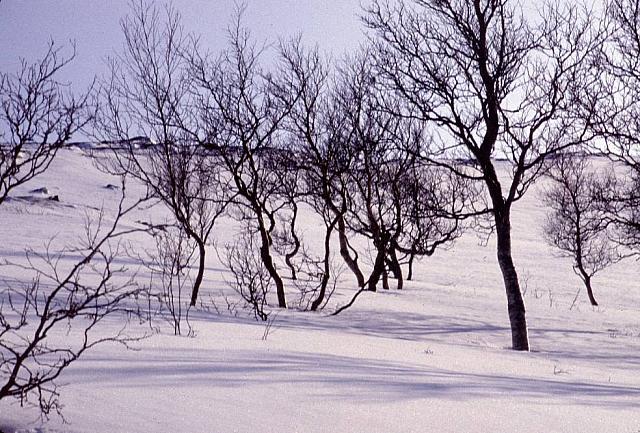 Her skal det fly to ryper, men umulig å se.