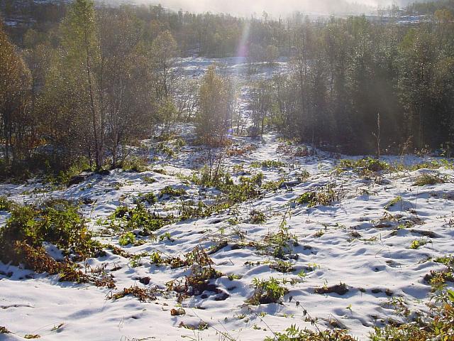 Nysnø i motlys på sommerfjøsteigen