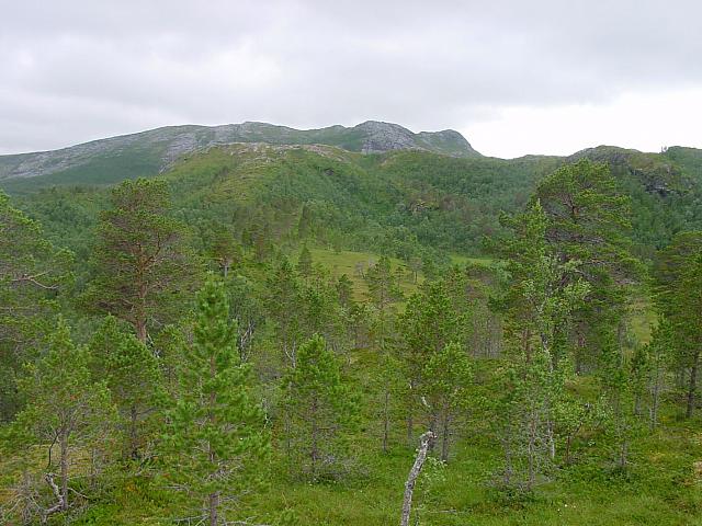 Bærmyra fra Olasjytthågen