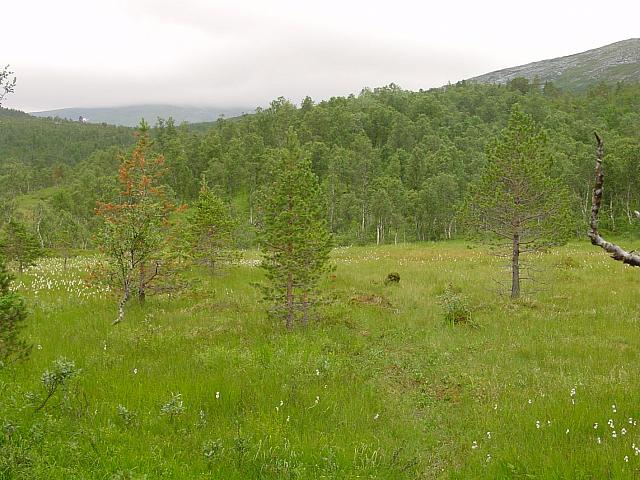 Veien inn på Nylendmyra