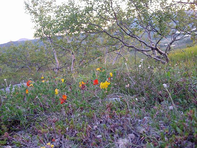 DSC04012_25cm_144dpi.jpg