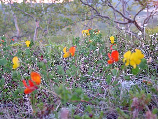 DSC04013_25cm_144dpi.jpg