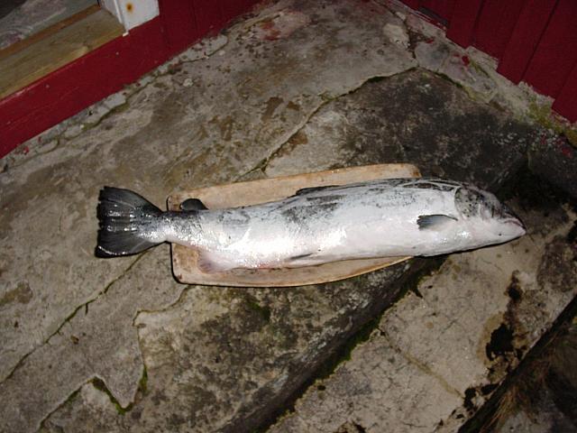 DSC04977_25cm_144dpi.jpg