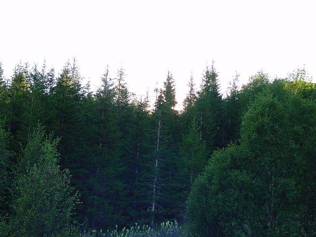 DSC04889_25cm_144dpi.jpg