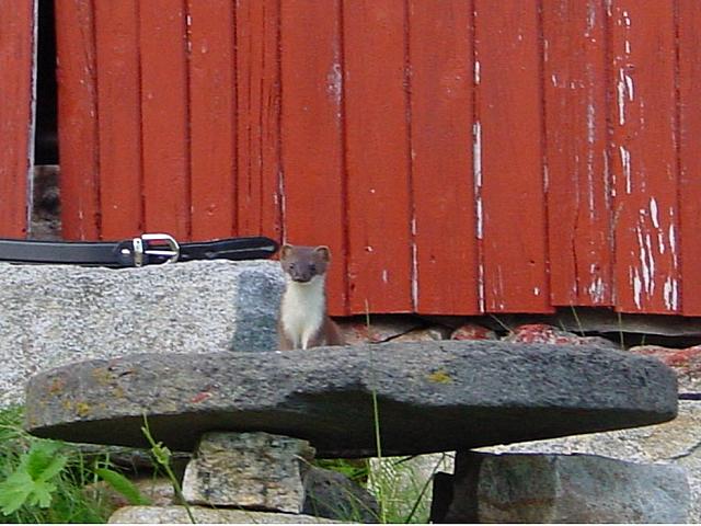 Røiskatt på kvernstein