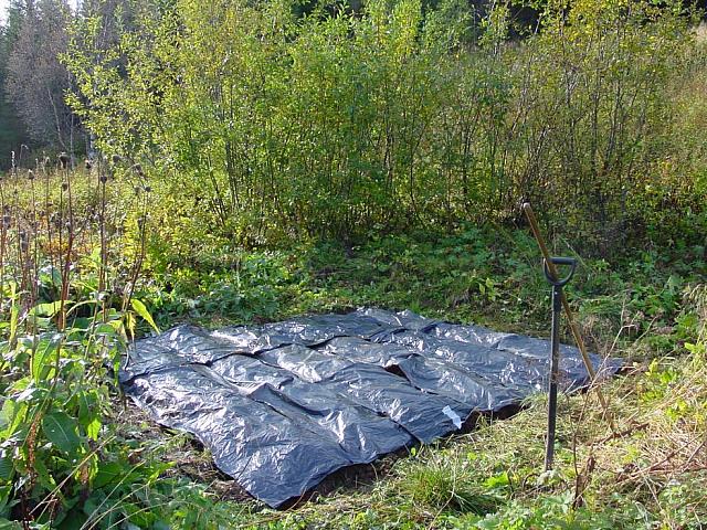 Først dekket med svartplast