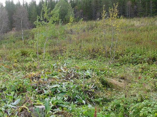 Så er potetåkeren dekket til for vinteren