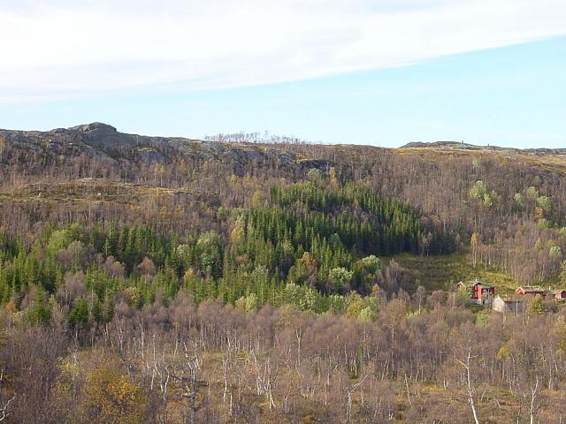 Men granskogen er grønn