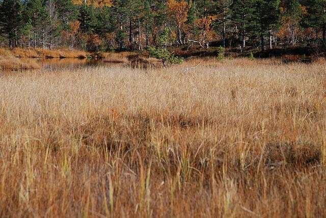 DSC_0363_25cm_150dpi.jpg