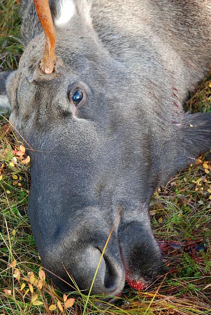 DSC_0394_25cm_150dpi.jpg