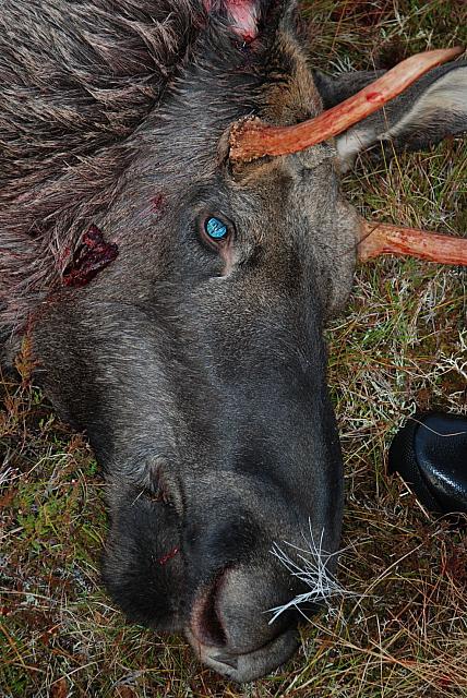 DSC_0510_25cm_150dpi.jpg