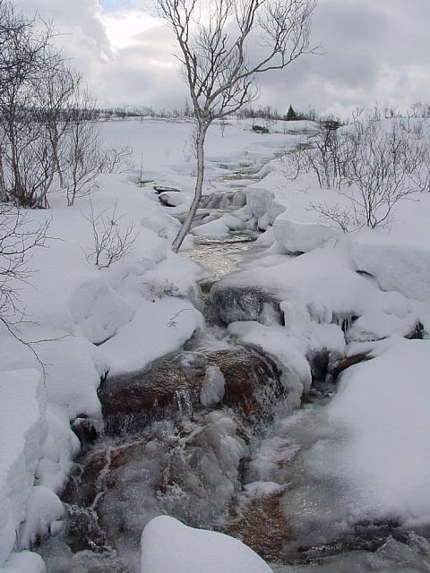 Liflig vinterelv