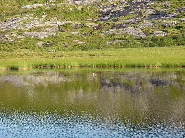 Smålomen svømmer nervøst ved sivkanten