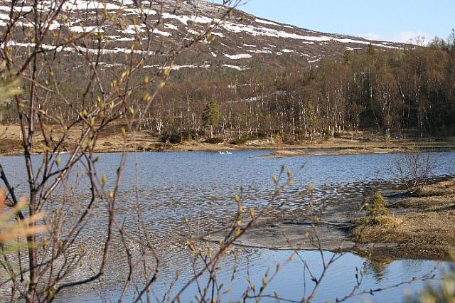 Sangsvanepar ved Sørtjø'n