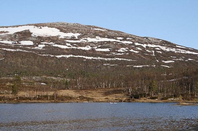 Er sansvanene i ferd med å bygge reir mon tro?
