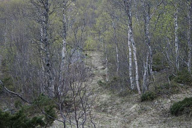 Stien mot Sakariassjytta