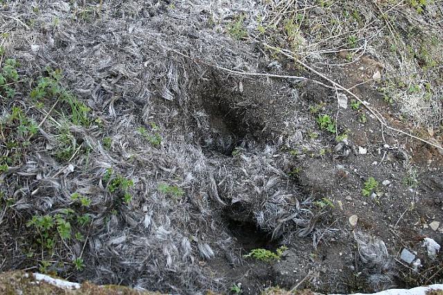 Elskinnet fra i fjor har forduftet