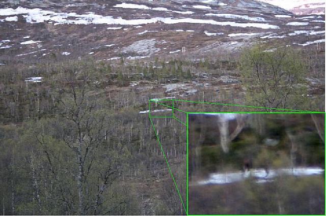 Elgoksen jeg fant først et år etter turen
