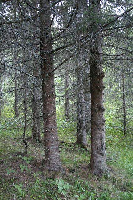 Fine grantrær ved sommerfjørbrua