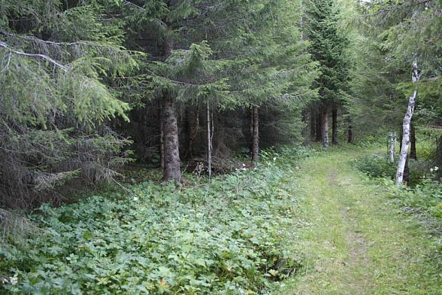 Også nedenfor veien