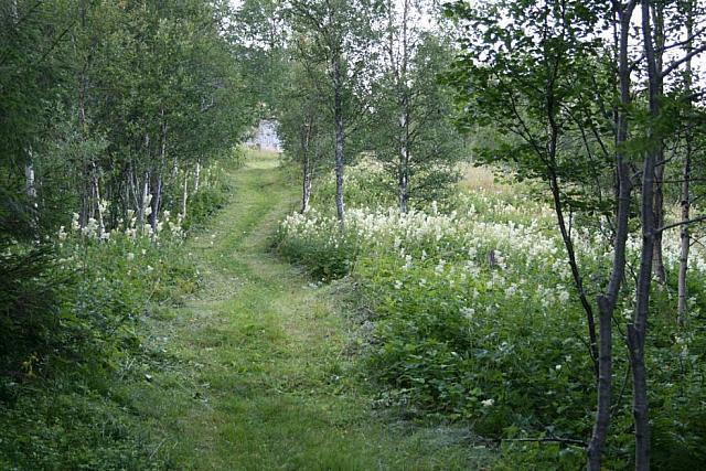 Nyslått vei ved smia, med blomstrende mjødurt på enga