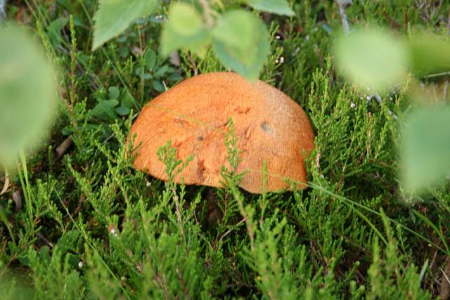 IMG_5915_25cm.jpg