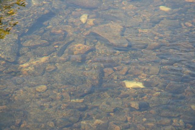 Fin fisk