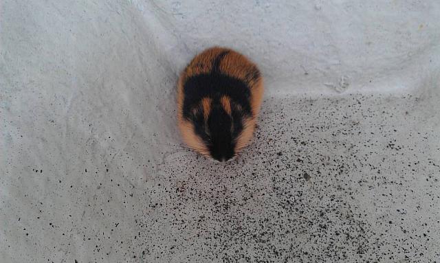 IMAG0172_25cm100dpi.jpg