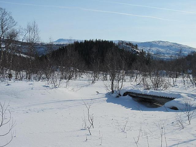 IMG 0427[1] 25cm