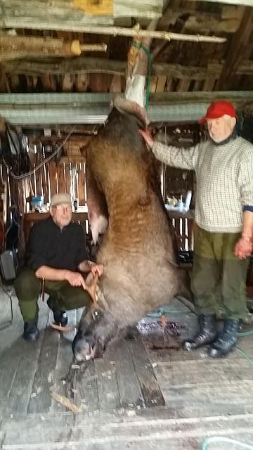 På låven klar for flåing