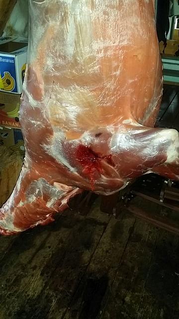 Første og største kalven