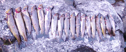 AlmenningsvannFangstUtsnRedDSC02941.jpg