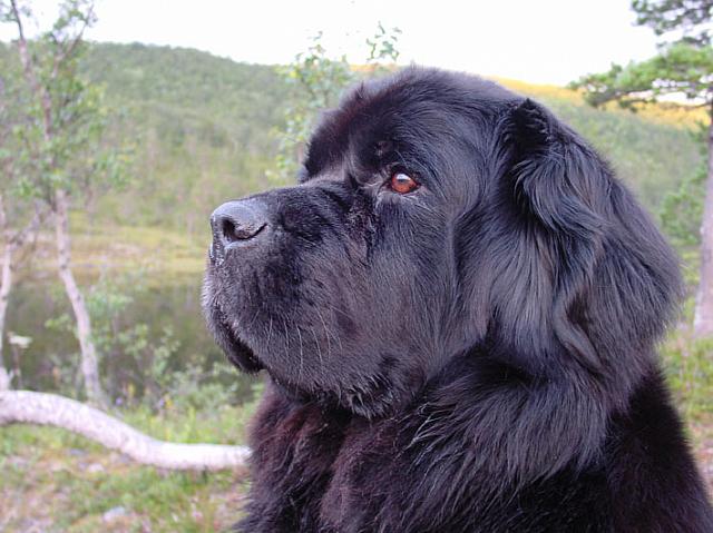 GaiaProfilRedDSC02926.jpg