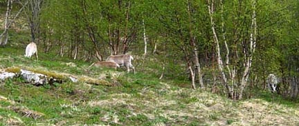 ReinflokkenMai2009