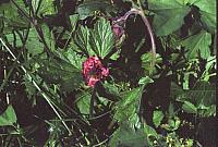19_25cm100dpi.jpg