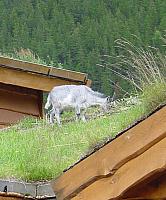 DSC01219_crop