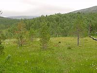 Veien inn på Nylendmyra