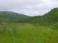 Langmyran langs Sørtjønnan