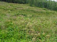 DSC02924_25cm_144dpi.jpg