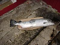 DSC04977_25cm_144dpi.jpg