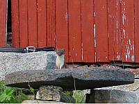 Røiskatt på kvernstein