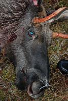 DSC_0510_25cm_150dpi.jpg