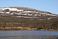 Er sansvanene i ferd med å bygge reir mon tro?