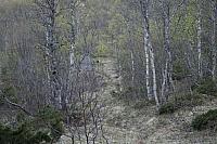 Stien mot Sakariassjytta