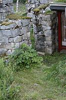 Kvann ved fjøsnåva