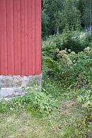 Og kvann ved husnåva